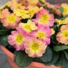 Primula ILY Specials 'Chameleon' - Kankalin